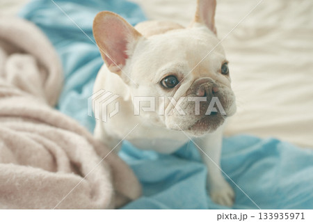 ベッドでくつろぐ犬 133935971