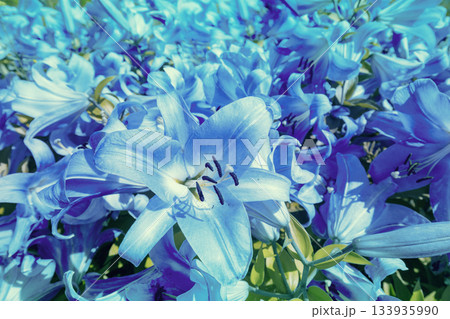 Blooming blue lilies. Floral nature background 133935990