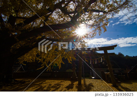 賀茂神社の御神木の黄色く色づいた大イチョウ 133936025
