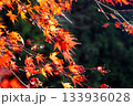 太陽の光に透ける色づいた赤い紅葉 133936028