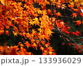 陽の光に照らされた紅葉したもみじ 133936029
