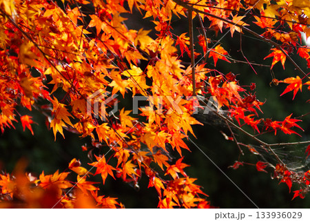 陽の光に照らされた紅葉したもみじ 133936029