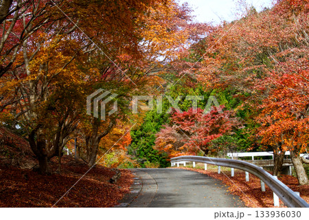 紅葉に染まる秋の道路 133936030