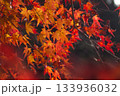 黄色から赤へ紅葉してゆくモミジの葉 133936032