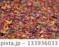 色とりどりに紅葉したモミジの落ち葉の絨毯 133936033