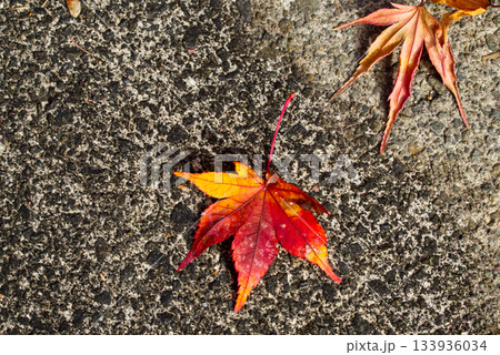 グラデーションされたもみじの落ち葉 133936034