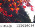 山間の真っ赤な紅葉の葉 133936036