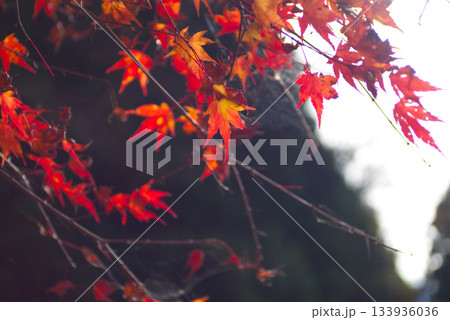 山間の真っ赤な紅葉の葉 山間の真っ赤な紅葉の葉 133936036