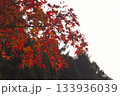 曇り空でも映える赤い紅葉の葉 133936039