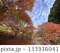 紅葉と青空の対比が鮮やかなもみじ谷公園 133936041