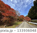 青い空と緑の木々と赤く色づいた紅葉が楽しめる山道 133936048