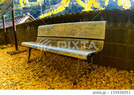 黄色く色づいた銀杏の落ち葉で座れない境内の古いベンチ 133936051