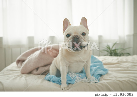 ベッドでくつろぐ犬 133936092