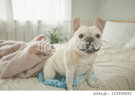 ベッドでくつろぐ犬 133936095