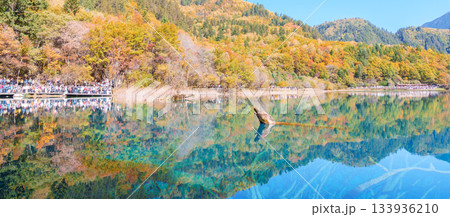 Scenery Jiuzhaigou national park in Sichuan, China. Beautiful Five Flower Lake in Autumn season. Famous Landmark and Vacation near Chengdu, China. Asia travel concept Scenery Jiuzhaigou national park in Sichuan, China. Beautiful Five Flower Lake in Autumn season. Famous Landmark and Vacation near Chengdu, China. Asia travel concept 133936210