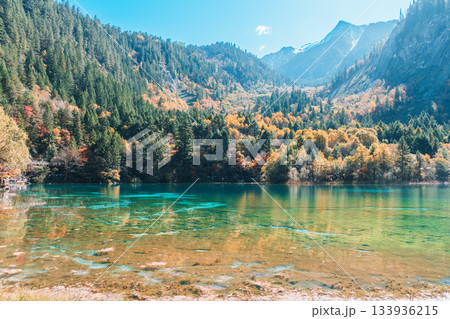 Scenery Jiuzhaigou national park in Sichuan, China. Beautiful Five Flower Lake in Autumn season. Famous Landmark and Vacation near Chengdu, China. Asia travel concept 133936215