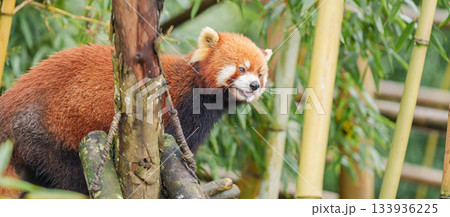 Cute Red Panda, Ailurus fulgens or lesser panda in forest at Chengdu Panda Breeding Research Center Dujiangyan. landmark and popular for tourists attractions in Chengdu, China. Travel and Vacation Cute Red Panda, Ailurus fulgens or lesser panda in forest at Chengdu Panda Breeding Research Center Dujiangyan. landmark and popular for tourists attractions in Chengdu, China. Travel and Vacation 133936225