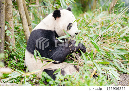 Cute Giant Panda, Ailuropoda melanoleuca or panda bear in forest at Chengdu Panda Breeding Research Center Dujiangyan. landmark and popular for tourists attractions in Chengdu, China. 133936233