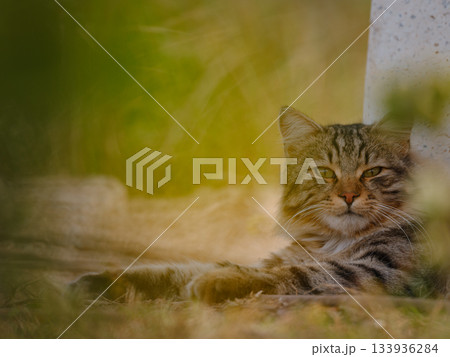 Street cats of Turkey roam freely, lounging, playing, and exploring the vibrant streets, creating charming scenes of daily life in urban and rural settings. 133936284