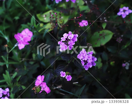 夕方のコバノランタナ (うす紫色の小葉のランタナの花) 夕方のコバノランタナ (うす紫色の小葉のランタナの花) 133936328