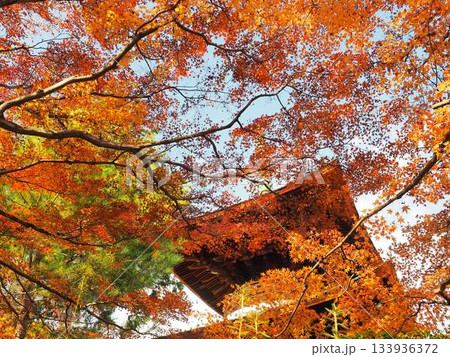 京都_常寂光寺 133936372