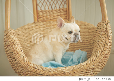 バスケットに入るフレンチブルドッグ 133936550