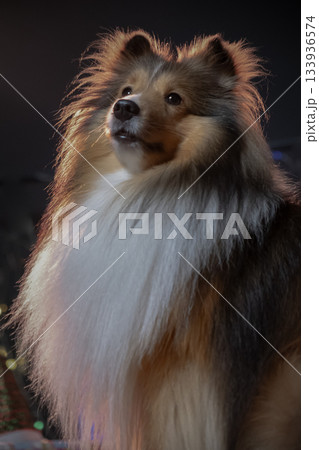 A striking, sable and white Shetland Sheepdog looks upward against a deep black backdrop, its luxurious coat dramatically highlighted by a warm light. A striking, sable and white Shetland Sheepdog looks upward against a deep black backdrop, its luxurious coat dramatically highlighted by a warm light. 133936574