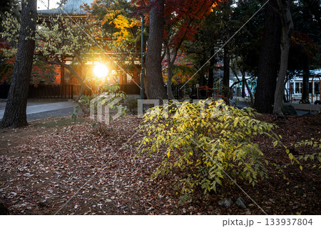 門前から差し込む夕陽 松戸市 東漸寺 門前から差し込む夕陽 松戸市 東漸寺 133937804