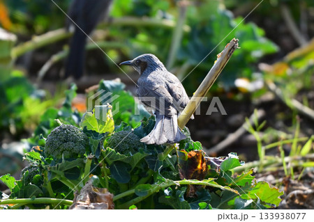鳥害 食害 農作物被害 ヒヨドリ(Bulbul) 鳥害 食害 農作物被害 ヒヨドリ(Bulbul) 133938077