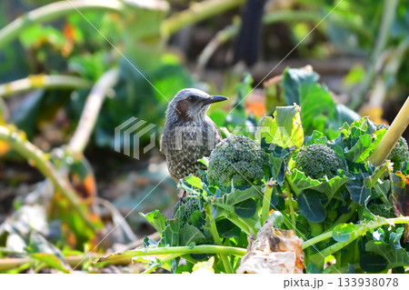 鳥害 食害 農作物被害 ヒヨドリ(Bulbul) 鳥害 食害 農作物被害 ヒヨドリ(Bulbul) 133938078