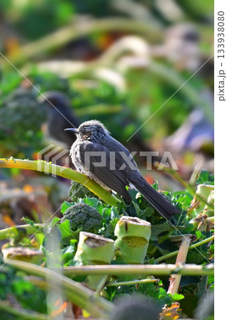 鳥害　食害　農作物被害　ヒヨドリ（Bulbul） 133938080