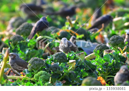 鳥害 食害 農作物被害 ヒヨドリ(Bulbul) 鳥害 食害 農作物被害 ヒヨドリ(Bulbul) 133938081