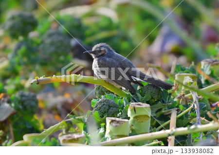 鳥害　食害　農作物被害　ヒヨドリ（Bulbul） 133938082