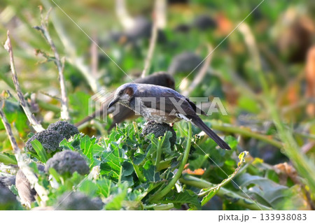 鳥害 食害 農作物被害 ヒヨドリ(Bulbul) 鳥害 食害 農作物被害 ヒヨドリ(Bulbul) 133938083