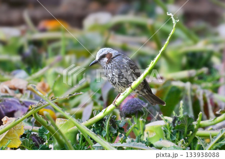 鳥害 食害 農作物被害 ヒヨドリ(Bulbul) 鳥害 食害 農作物被害 ヒヨドリ(Bulbul) 133938088