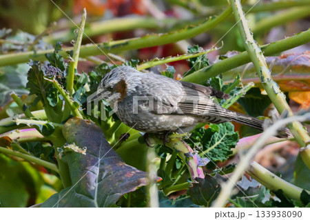 鳥害 食害 農作物被害 ヒヨドリ(Bulbul) 鳥害 食害 農作物被害 ヒヨドリ(Bulbul) 133938090