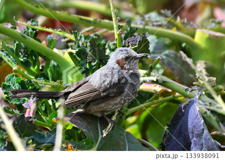 鳥害　食害　農作物被害　ヒヨドリ（Bulbul） 133938091