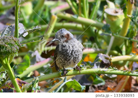 鳥害　食害　農作物被害　ヒヨドリ（Bulbul） 133938093