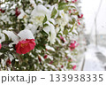 雪の歩道に咲いた椿 雪の歩道に咲いた椿 133938335
