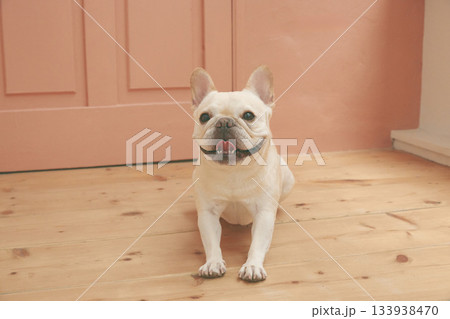 お座りするフレンチブルドッグ 133938470