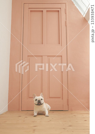 お座りするフレンチブルドッグ お座りするフレンチブルドッグ 133938471