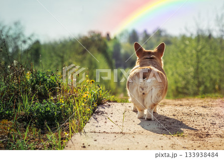 Beloved corgi dog walks over a rainbow bridge during sunset in a peaceful meadow evoking memories and love. Rainbow Bridge Remembrance Day 133938484
