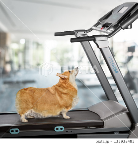 Sad overweight welsh corgi Dog stands on treadmill and looking at screen concept motivation 133938493