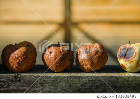 Decaying apples on a aged rustic wooden table still life spoiled fruits autumnal various stages of decay natural process of decomposition Decaying apples on a aged rustic wooden table still life spoiled fruits autumnal various stages of decay natural process of decomposition 133938495