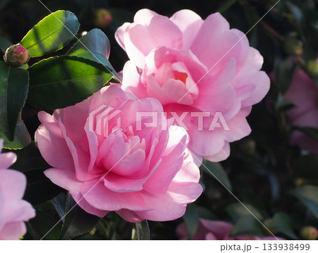 木漏れ日を浴びたピンクのオトメサザンカの花とつぼみ（乙女山茶花の花のクローズアップ） 133938499