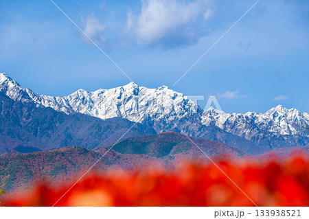 大町市から見た冠雪後三段紅葉の白馬の山々 133938521