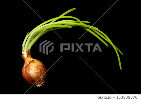 Old sprouted forgotten onion with long green feathers and roots black background 133938670
