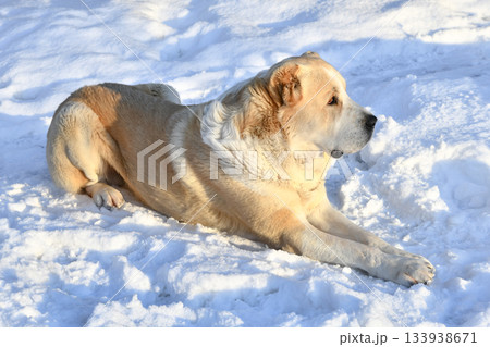 Central Asian Shepherd Dog male adult alabai breed lies guards domain territory white snow winter snowdrifts 133938671