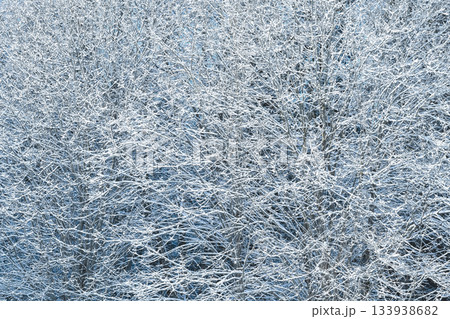 Snow-covered branches of a bush in winter light blue stone sunny day 133938682