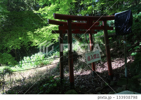 森の中の赤い鳥居 森の中の赤い鳥居 133938798
